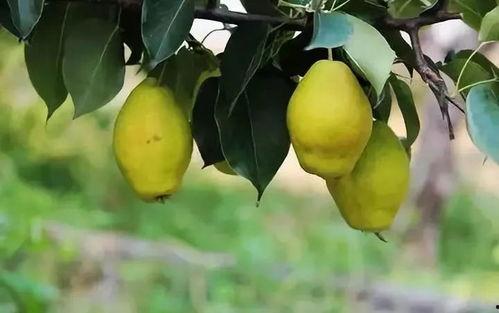 梨树下吃瓜的兔,兔子悠闲品鉴时光