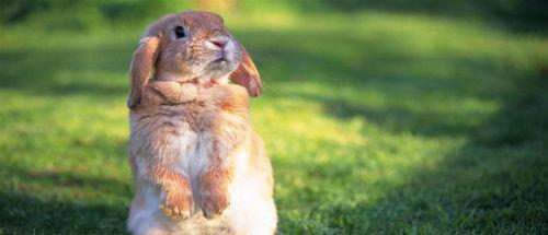 梨树下吃瓜的兔,兔子悠闲品鉴时光