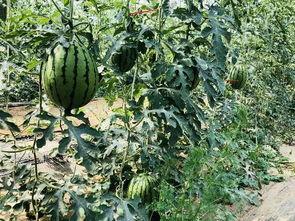 吃瓜很累后续,揭秘娱乐圈背后的真相与反思