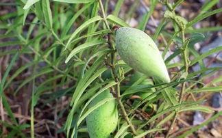 老瓜瓢吃瓜,一场别开生面的瓜食盛宴