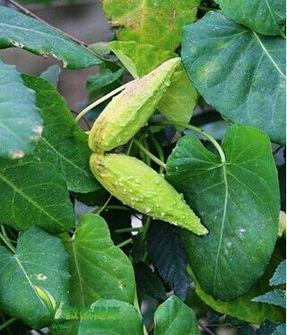 老瓜瓢吃瓜,一场别开生面的瓜食盛宴