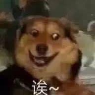 狗吃瓜头表情,揭秘狗狗的欢乐食趣