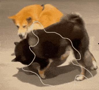 狗吃瓜头表情,揭秘狗狗的欢乐食趣