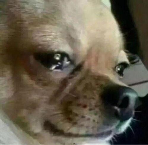 狗吃瓜头表情,揭秘狗狗的欢乐食趣