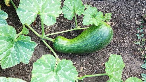 hpv可以吃瓠瓜吗,瓠瓜的营养与益处