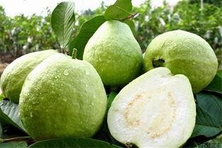 福建吃籽瓜么,吃籽瓜的传统习俗