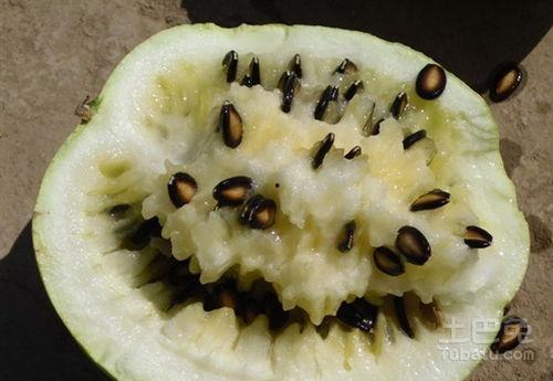 福建吃籽瓜么,吃籽瓜的传统习俗