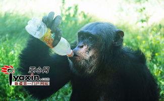 吃瓜变猩猩,揭秘奇异现象背后的科学奥秘