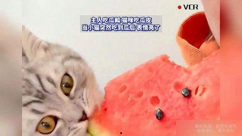 小猫吃瓜素材图片,小猫吃瓜萌态十足