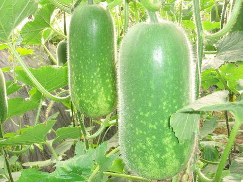 每日大瓜必吃大瓜入口,新鲜热辣,入口即享