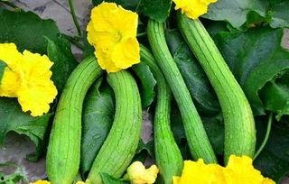 每日大瓜必吃大瓜入口,新鲜热辣,入口即享