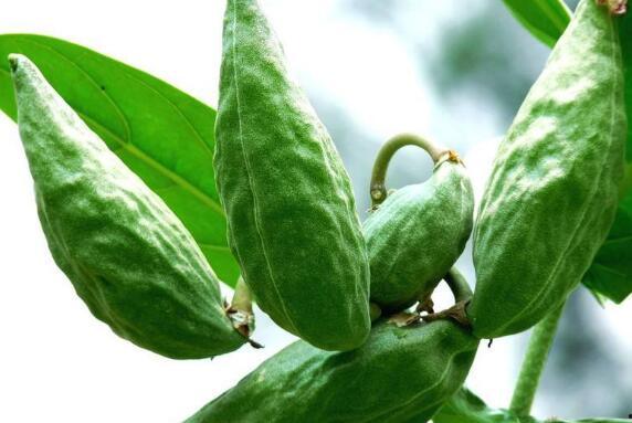 吃瓜篓子都有哪些好处,吃瓜篓子的五大益处揭秘