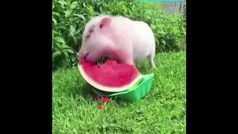 小猪吃瓜了吗,小猪吃瓜了吗?揭秘瓜农与萌宠的趣味日常